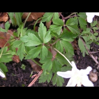 Dryopteris de Borrer, Dryopteris Affinis subsp Borreri (Dryopteridacces) (Europe, Turquie) (3)
